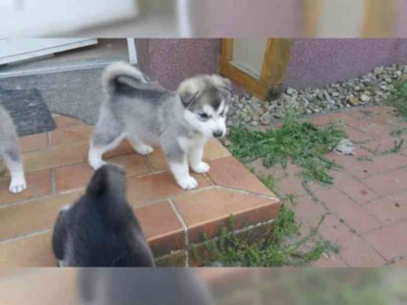Sibiřská husky štěňátka bez PP - foto 1
