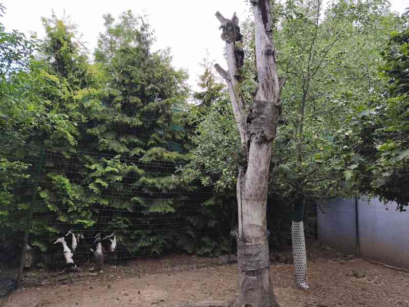 Indický běžec, dospělí i káčata - foto 5