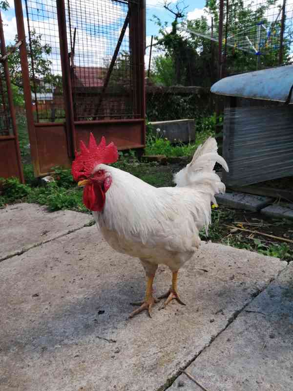 prodám kohouty Leghorn  - foto 2