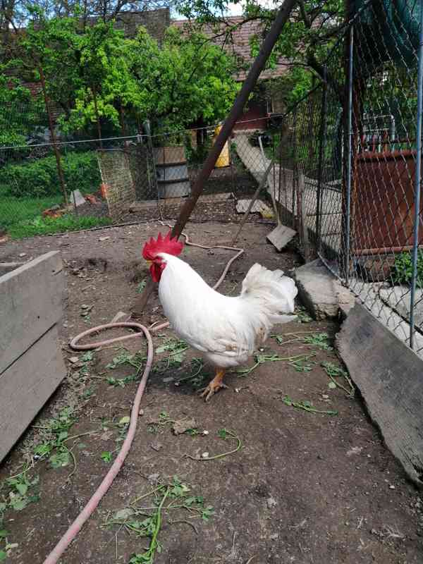 prodám kohouty Leghorn  - foto 3