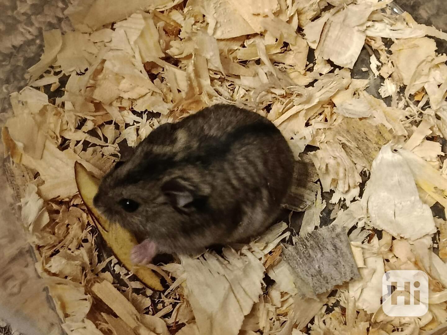 Křečík džungarský - foto 1