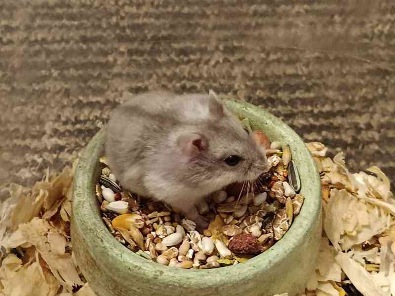 Křečík džungarský - foto 6