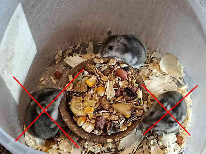 Křečík džungarský - foto 7