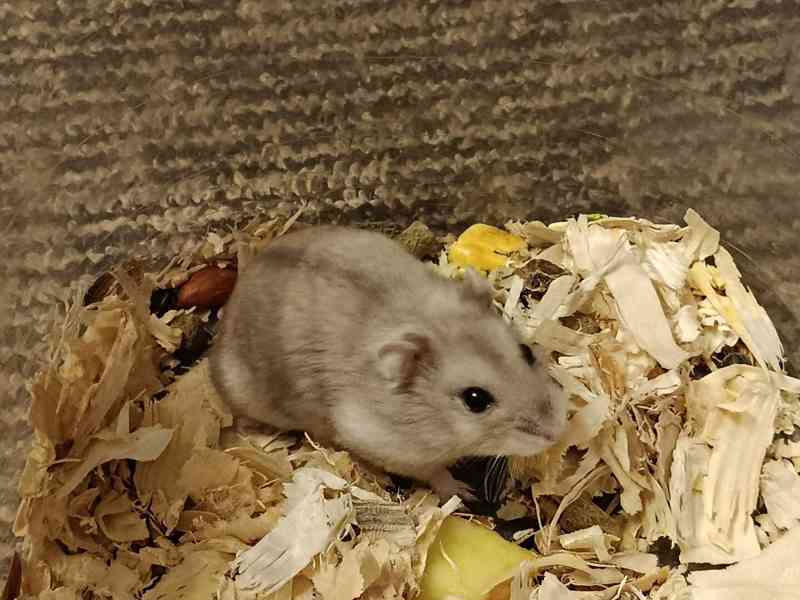 Křečík džungarský - foto 5