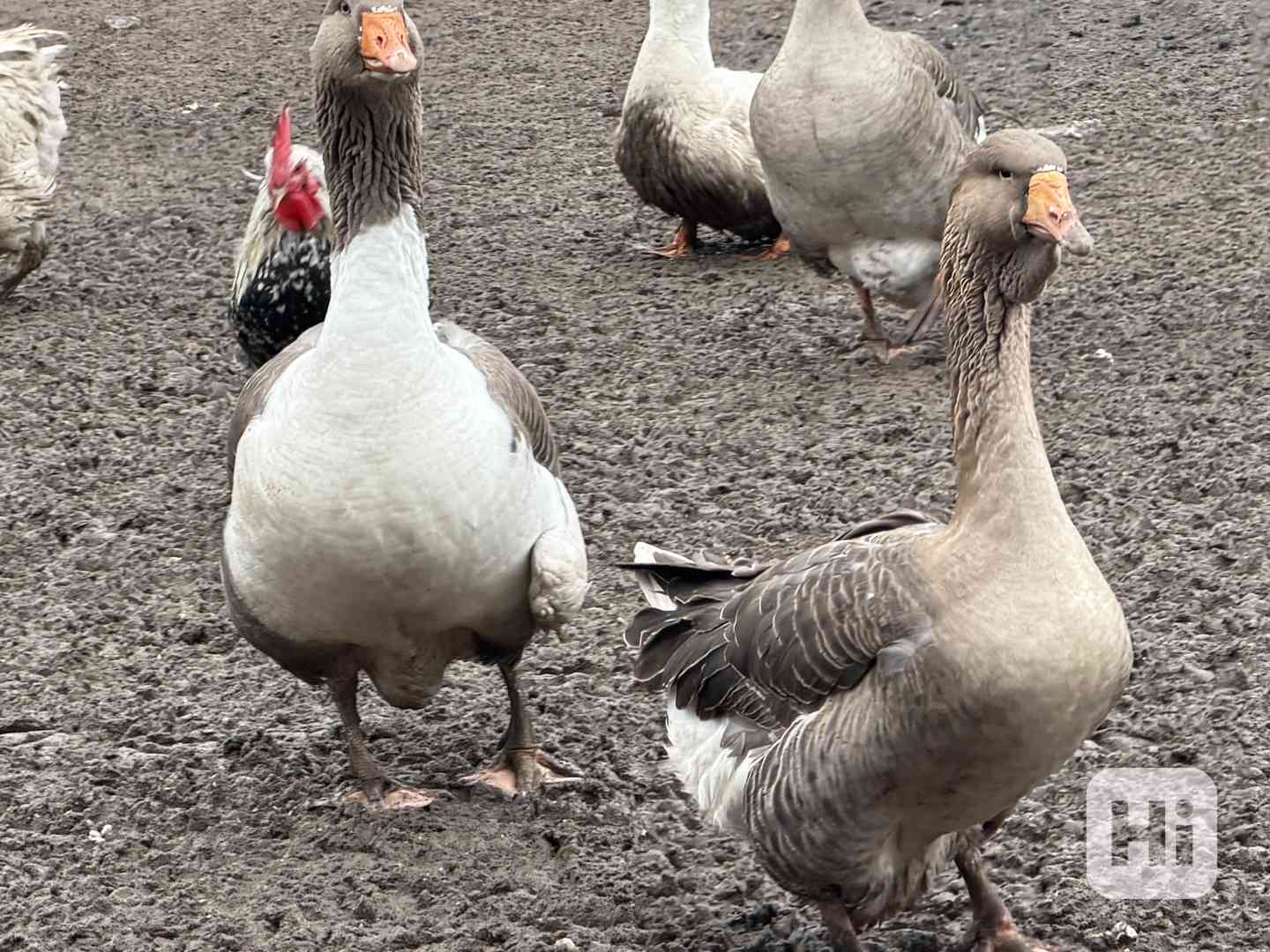 Prodej 4 landerskych hus  - foto 1