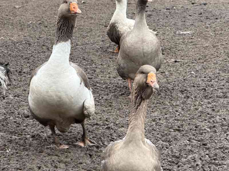 Prodej 4 landerskych hus  - foto 2