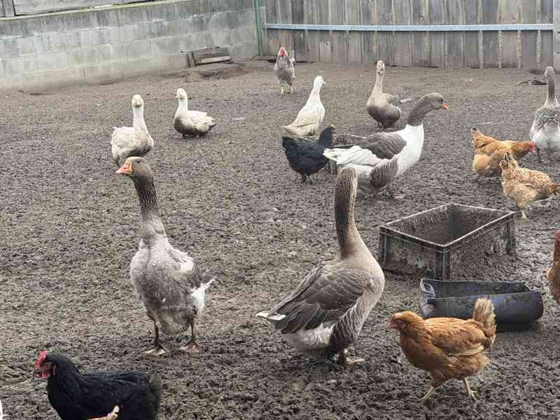 Prodej 4 landerskych hus  - foto 3