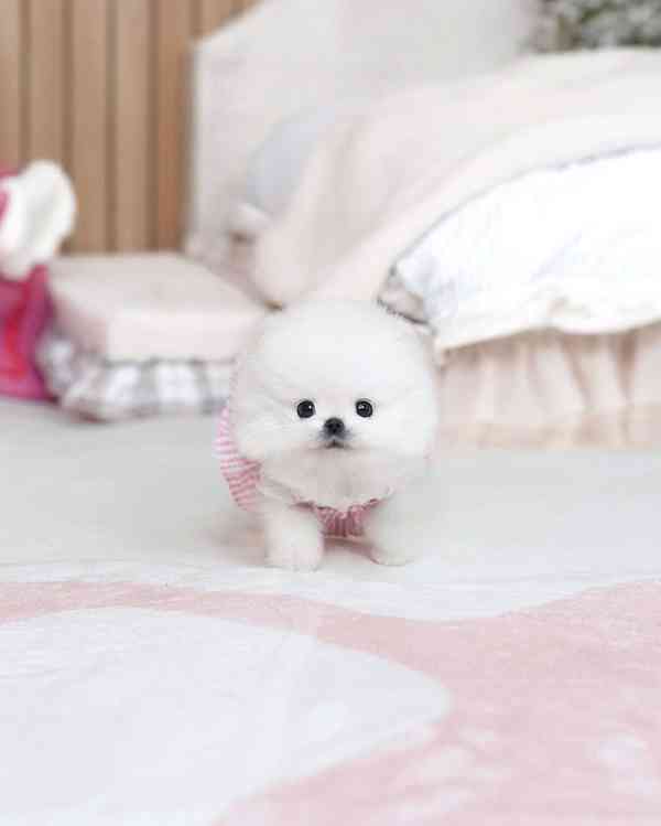 Krasne pomeranian štěňata  - foto 2