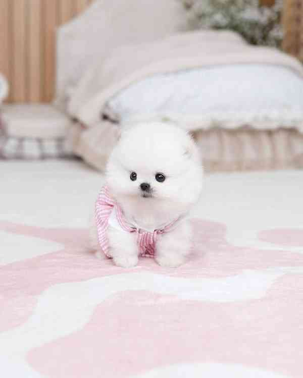 Krasne pomeranian štěňata  - foto 3