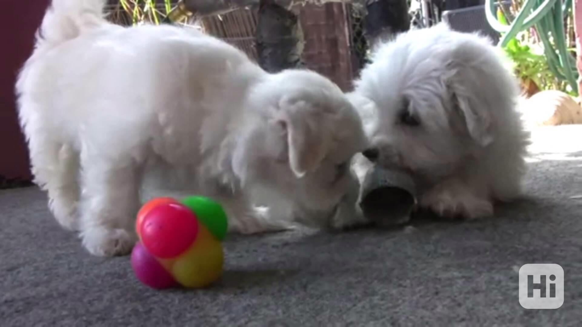 Vynikající štěňata maltézského ovčáka připravená do svého no - foto 1