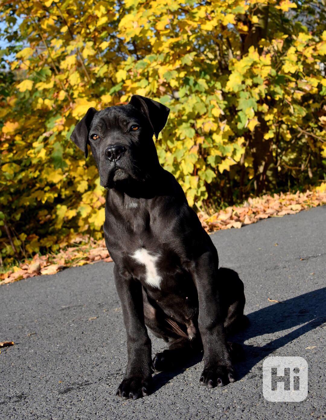 Cane Corso štěňátka s PP FCI - foto 1