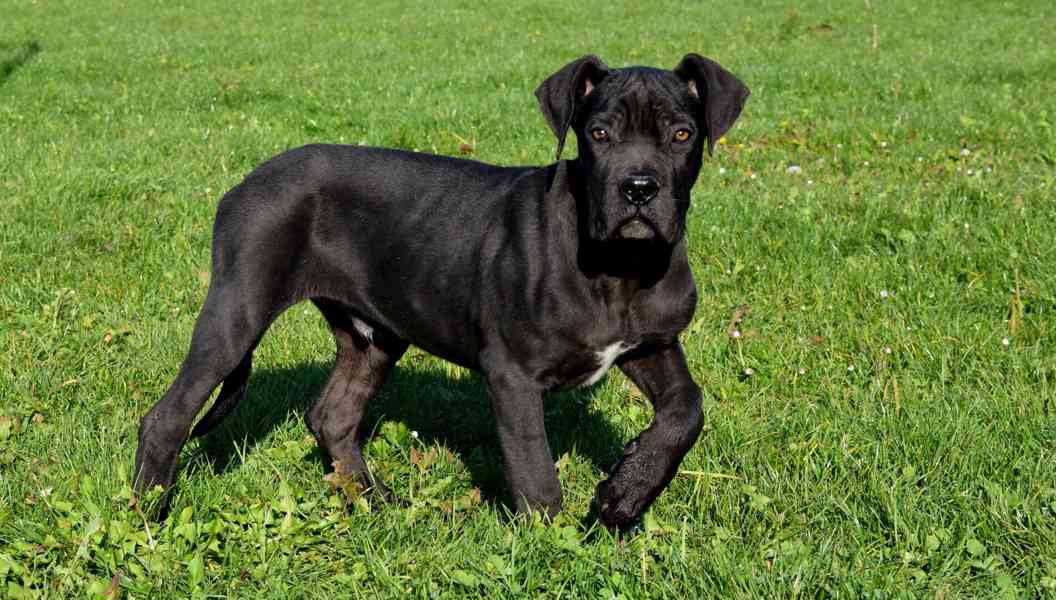 Cane Corso štěňátka s PP FCI - foto 2