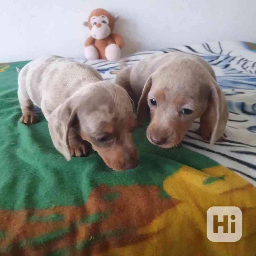 Merle trpasličí jezevčík - foto 1
