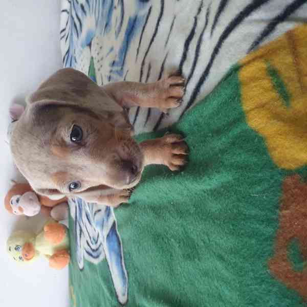Merle trpasličí jezevčík - foto 2