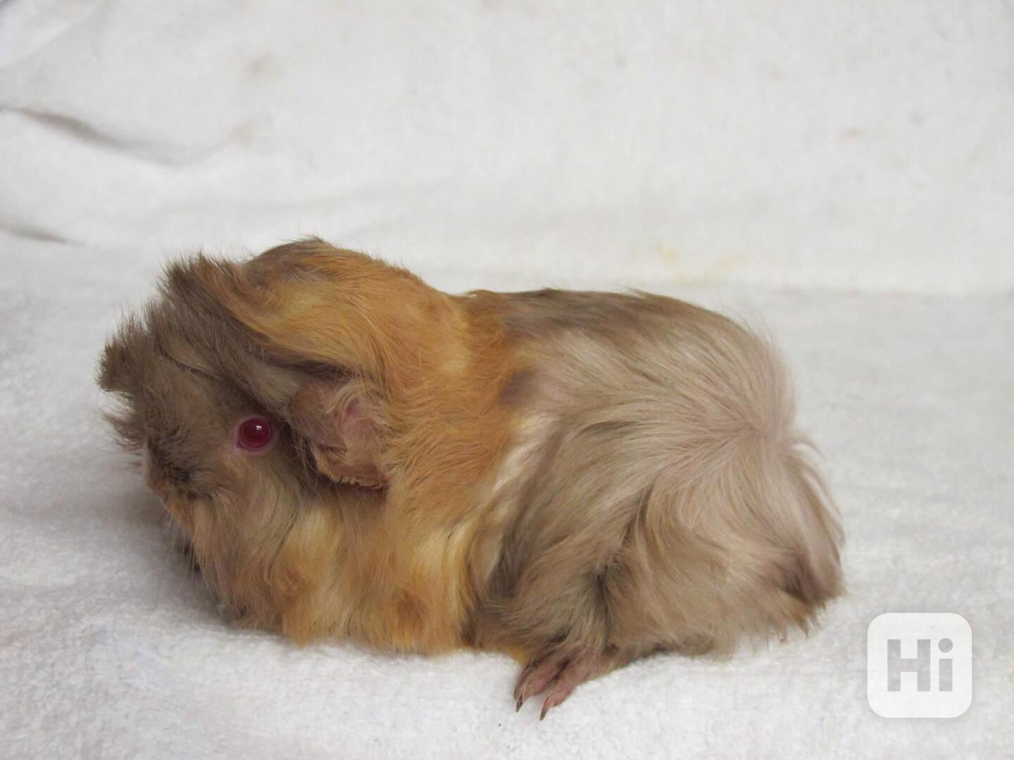 Morče Peruánec - foto 1