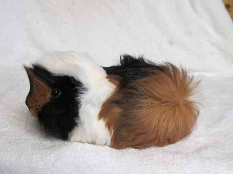 Morče Peruánec - foto 4