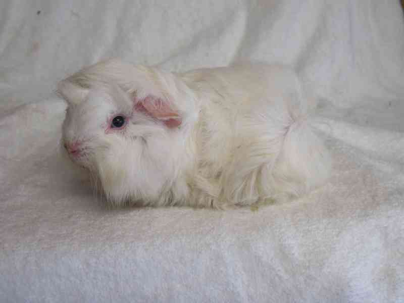 Morče Peruánec - foto 8