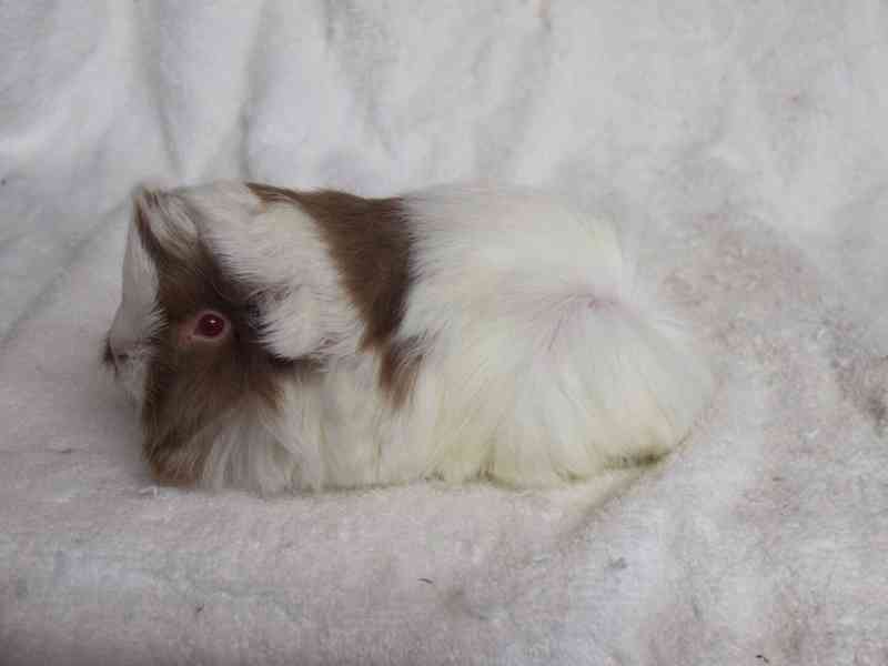 Morče Peruánec - foto 3