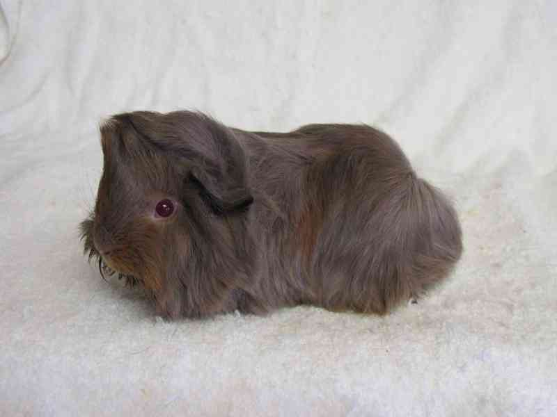 Morče Peruánec - foto 10