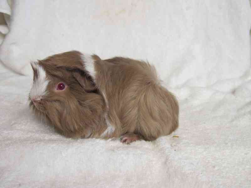 Morče Peruánec - foto 7