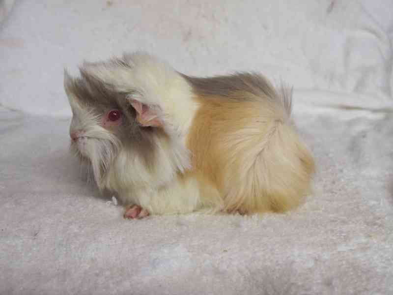 Morče Peruánec - foto 6