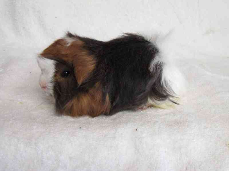 Morče Peruánec - foto 5