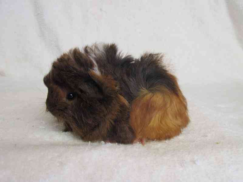 Morče Peruánec - foto 2