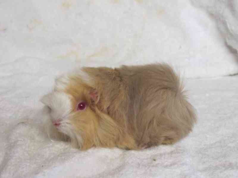 Morče Peruánec - foto 9