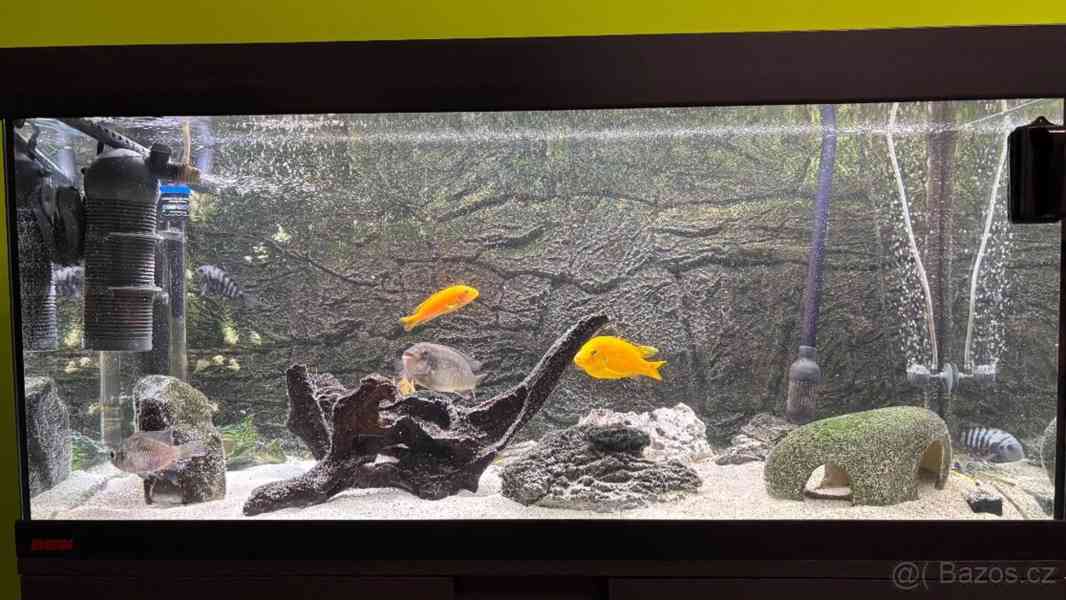 Akvárium - foto 11