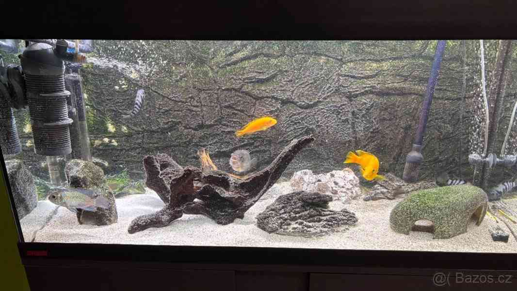 Akvárium - foto 12