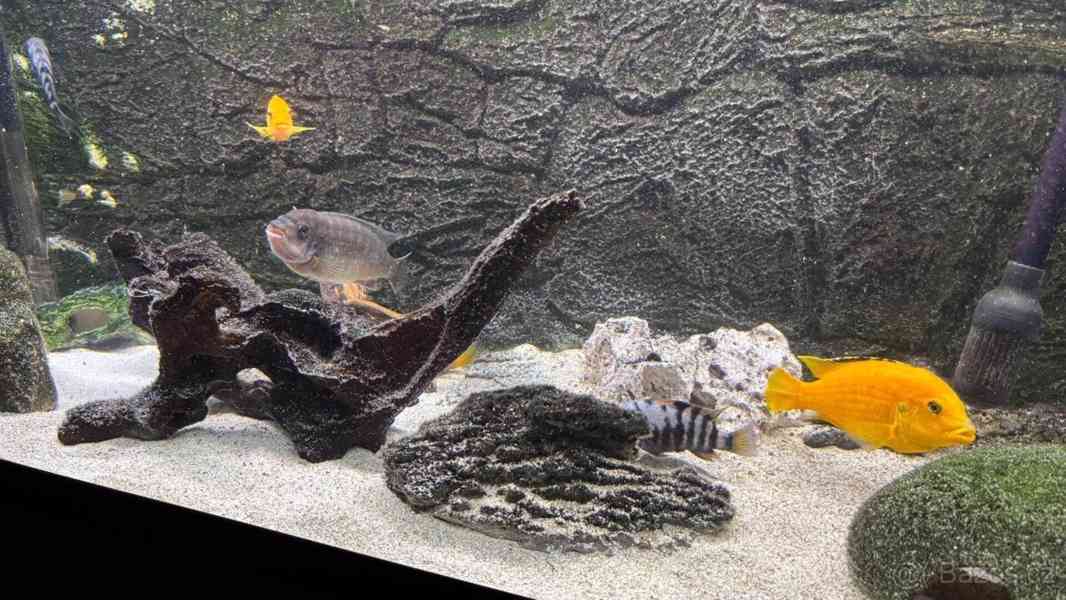 Akvárium - foto 10