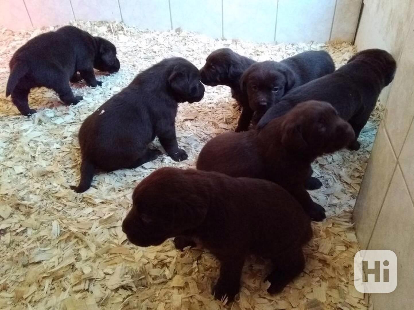 Krásná štěňata labradora k adopci - foto 1