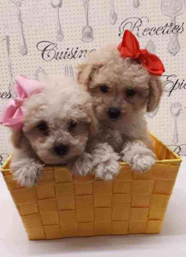 DŮKLADNĚ ZDRAVOTNĚ TESTOVANÝ ŠTĚŇATKO F1B CAVAPOO - foto 1