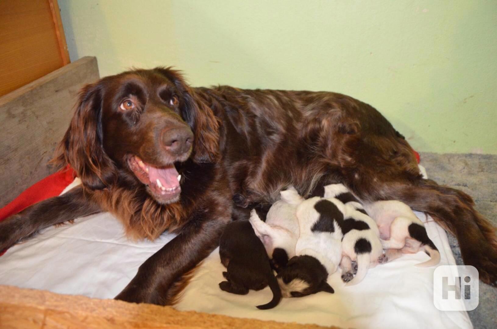 Německý, dlouhosrstý OHAŘ - štěňátka s PP - Pejsci - foto 1