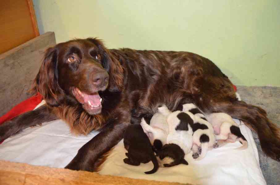 Německý, dlouhosrstý OHAŘ - štěňátka s PP - Pejsci - foto 1