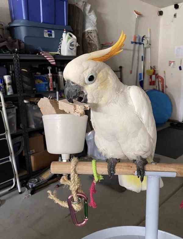 2 papoušci kakadu Deštník nyní k bezplatné adopci  