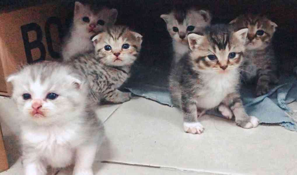 🐾 Registrovaná koťátka plemene Munchkin - foto 2