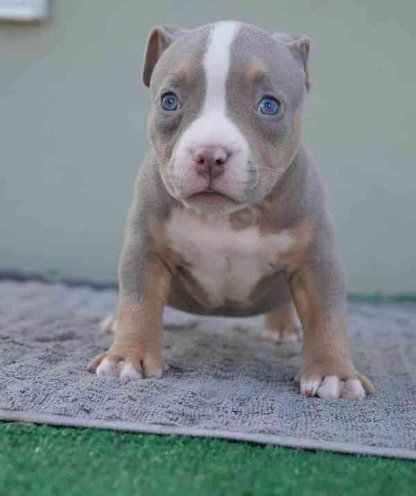 Štěňátko amerického kapesního buldoka k adopci zdarma   - foto 2