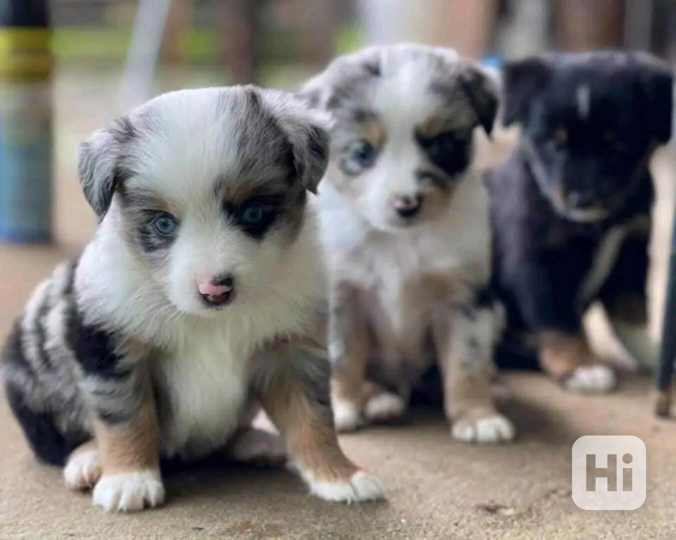 Border Collie Puppy Wanted milující domov čeká - foto 1