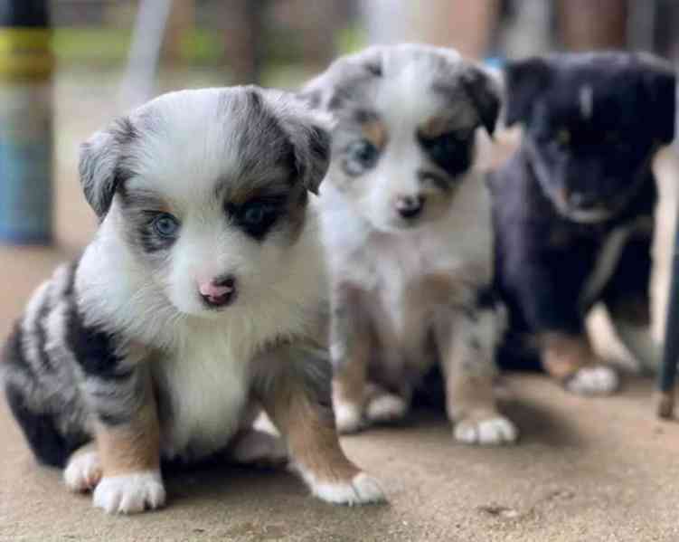Border Collie Puppy Wanted milující domov čeká - foto 1