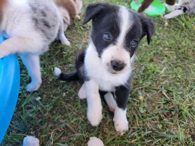 Border Collie Puppy Wanted milující domov čeká - foto 3