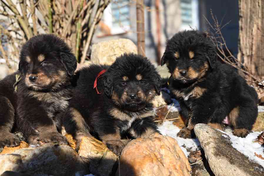 Štěně Tibetské dogy s průkazem původu - foto 3