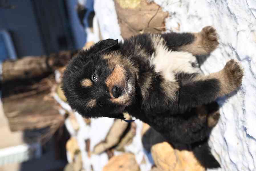 Štěně Tibetské dogy s průkazem původu - foto 1
