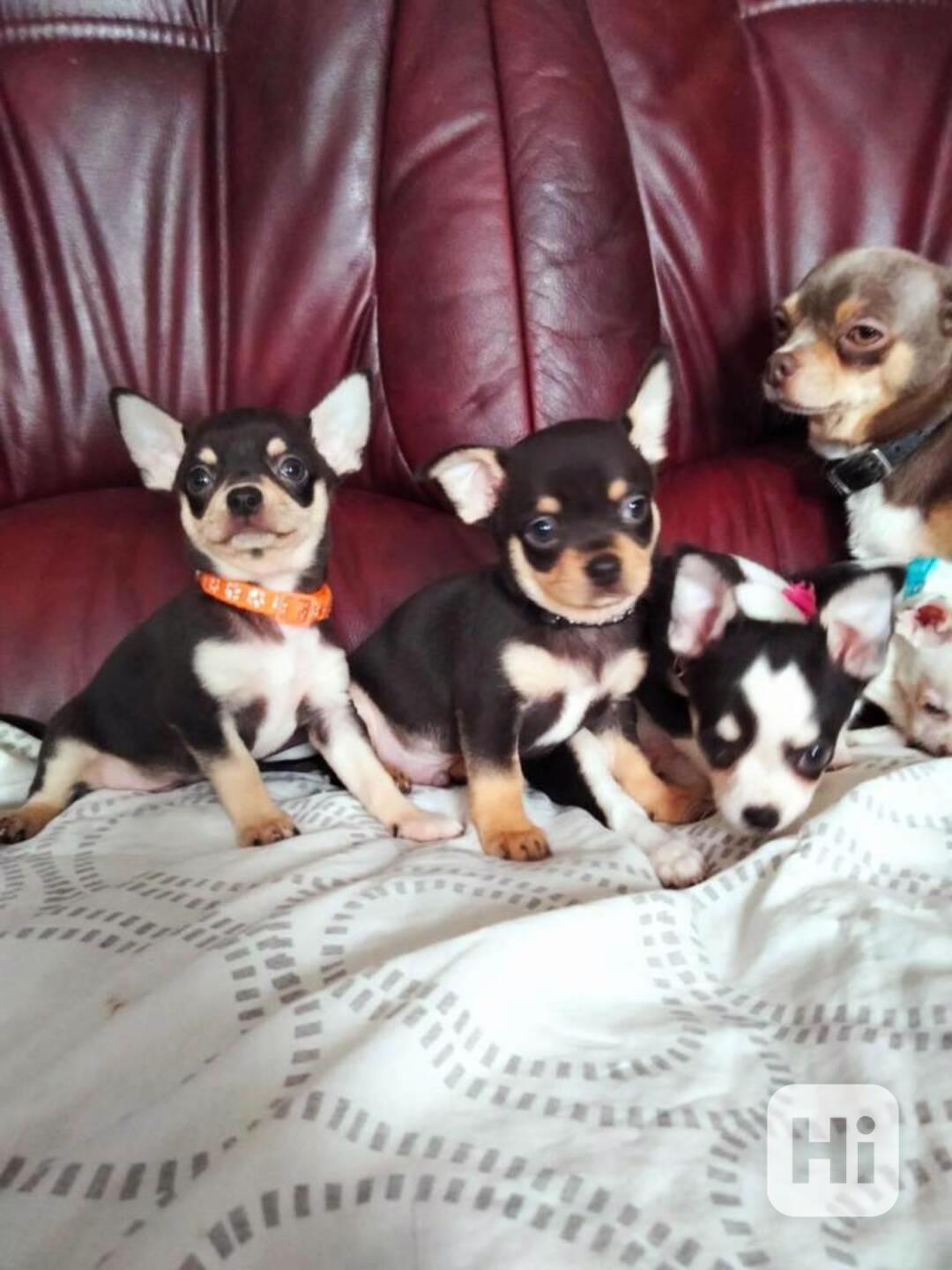  Mini  Mini Čivava s PP  - foto 1