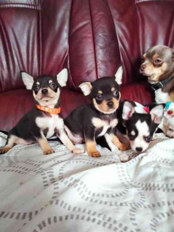  Mini  Mini Čivava s PP  - foto 1