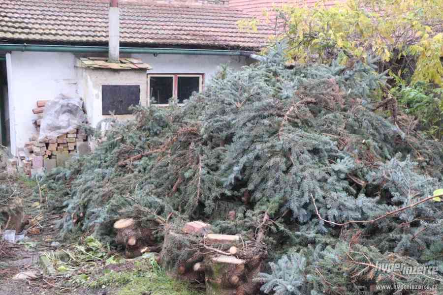 chvojí ze stříbrného smrku - foto 3