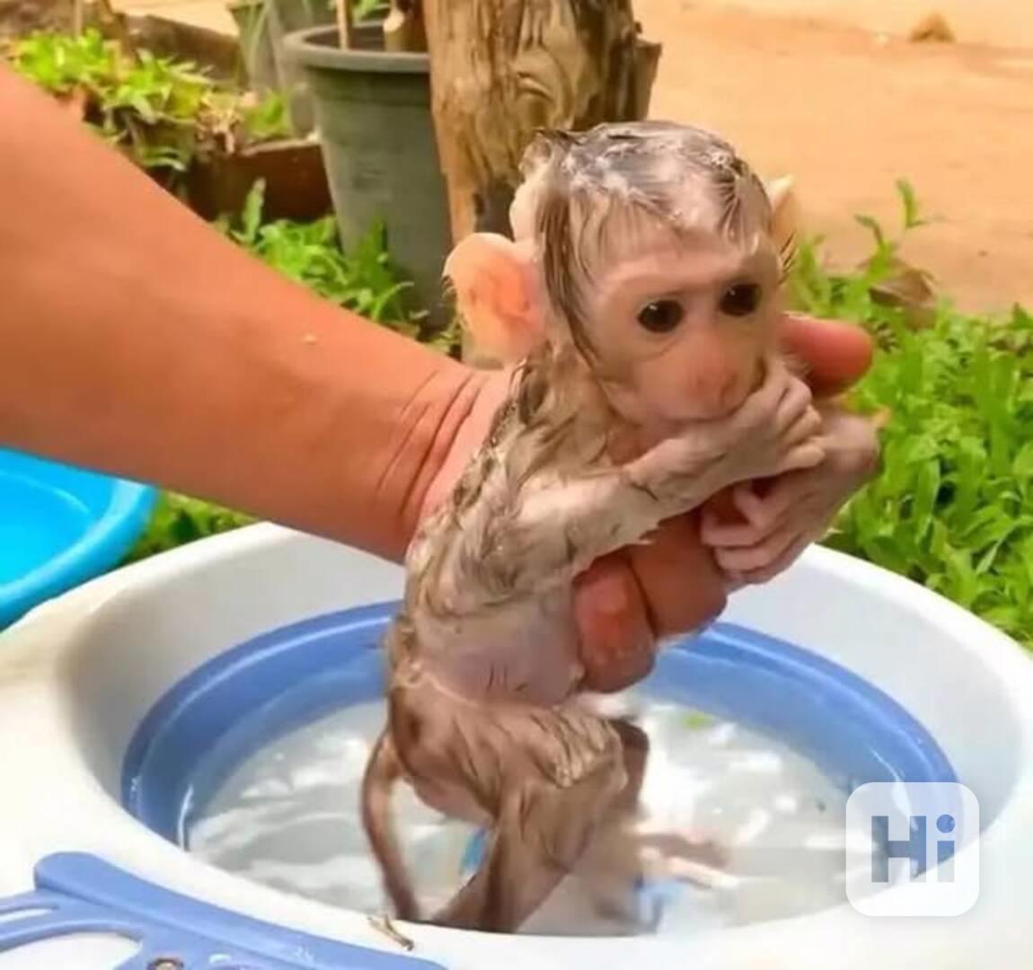 Samci a samice kapucínských opic na prodej - foto 1