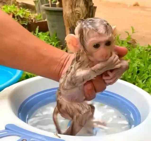 Samci a samice kapucínských opic na prodej - foto 1