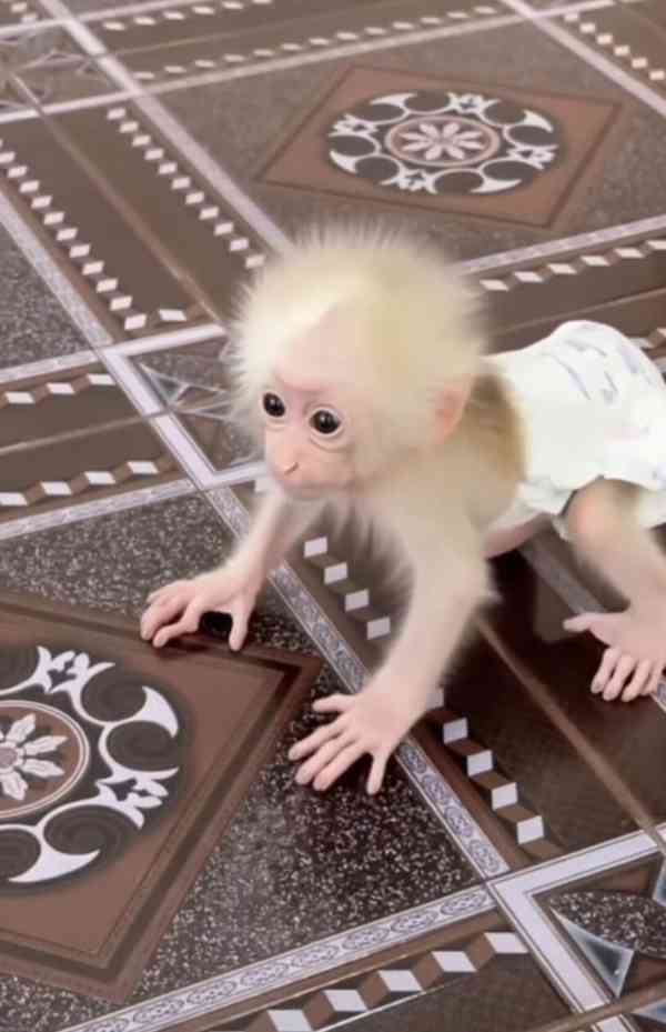 Roztomilé mláďata kapucínské opice k adopci