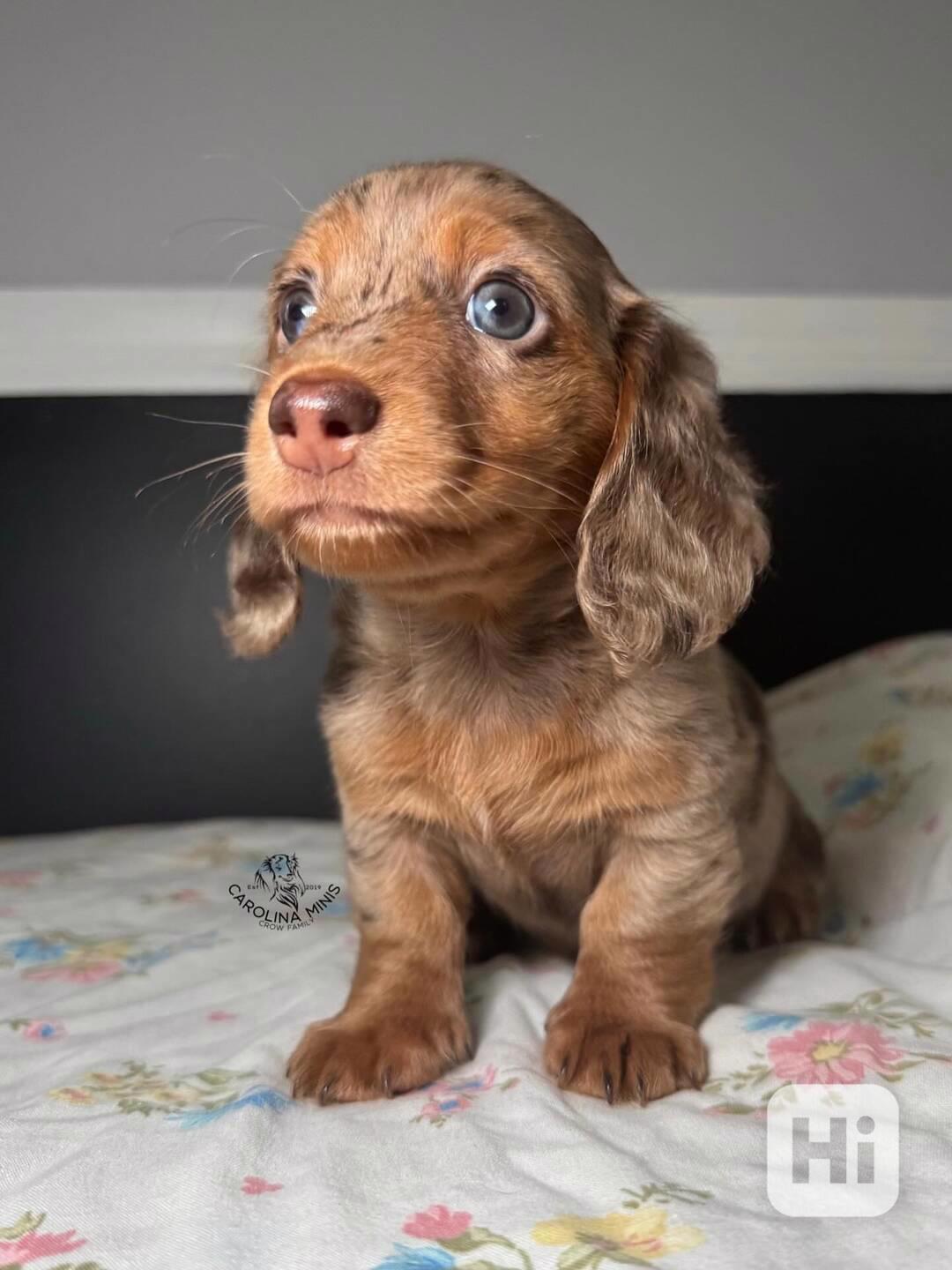 🐾🌭 Štěňata miniaturního jezevčíka k dispozici! - foto 1